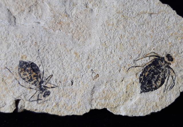 Libellula doris HEER 1849 - Bild © FossNet FossilienStore